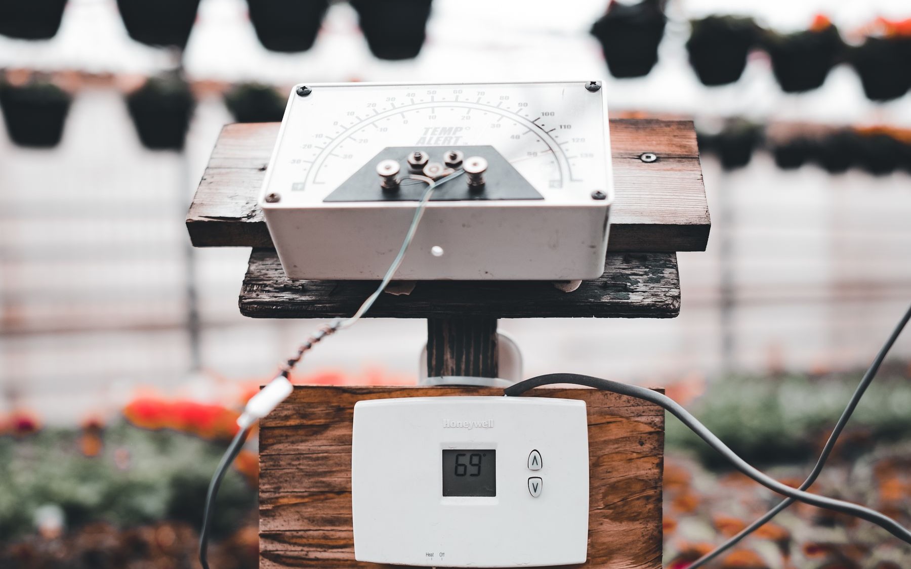 Real greenhouse climate-control installation with a temperature sensor, thermostat and exposed wiring among plants